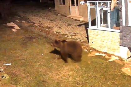 Samsun'da evin bahçesine giren ayı kamerada
 | NTV Haber