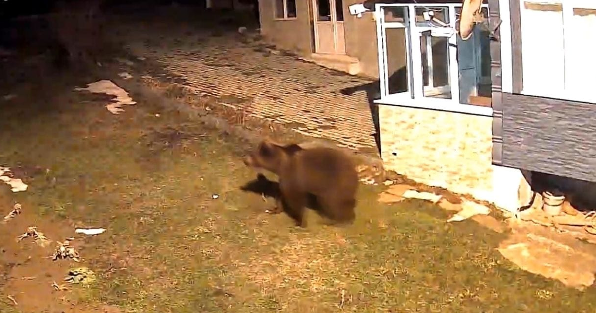 Samsun'da evin bahçesine giren ayı kamerada
 | NTV Haber