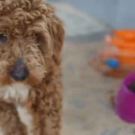 Yasa dışı köpek üretimi yapan şüpheliye 2 milyon lira ceza | NTV Haber