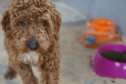 Yasa dışı köpek üretimi yapan şüpheliye 2 milyon lira ceza | NTV Haber