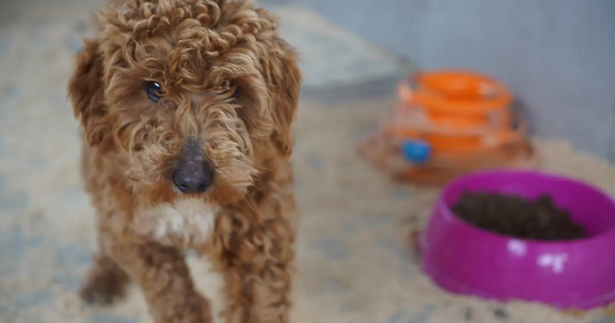 Yasa dışı köpek üretimi yapan şüpheliye 2 milyon lira ceza | NTV Haber