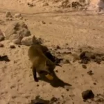 Her gün evinin önüne gelen tilkiyi böyle besliyor | NTV Haber