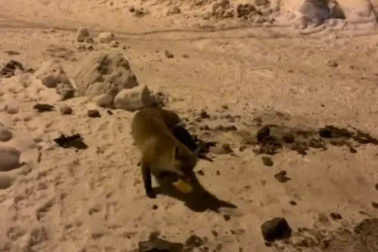 Her gün evinin önüne gelen tilkiyi böyle besliyor | NTV Haber