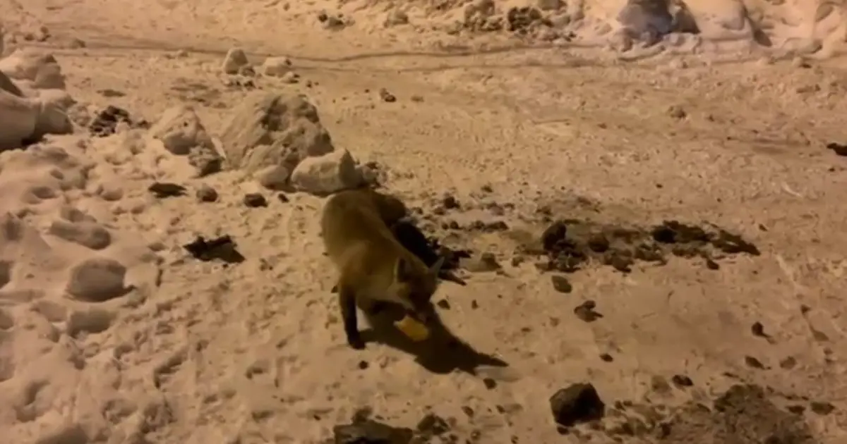 Her gün evinin önüne gelen tilkiyi böyle besliyor | NTV Haber