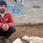 Kuzular belirti göstermeden bir anda telef oluyor | NTV Haber