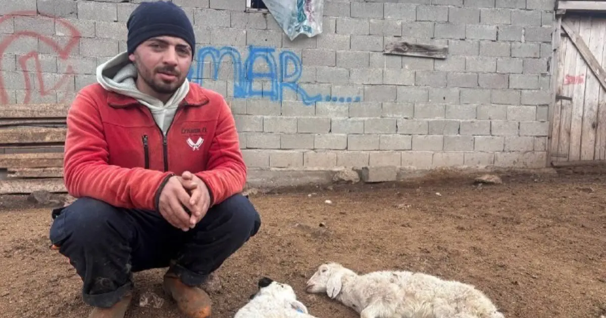 Kuzular belirti göstermeden bir anda telef oluyor | NTV Haber