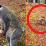 Ormana mantar aramak için çıktı maymun buldu | NTV Haber