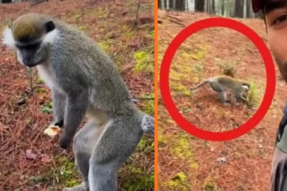 Ormana mantar aramak için çıktı maymun buldu | NTV Haber