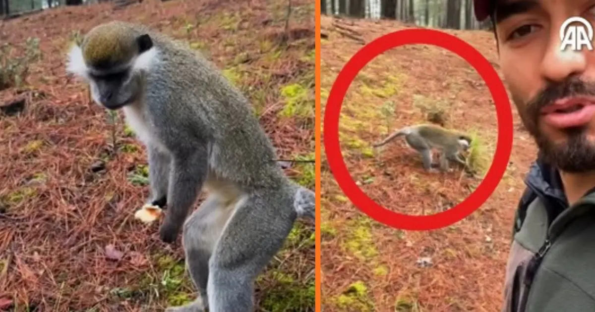 Ormana mantar aramak için çıktı maymun buldu | NTV Haber