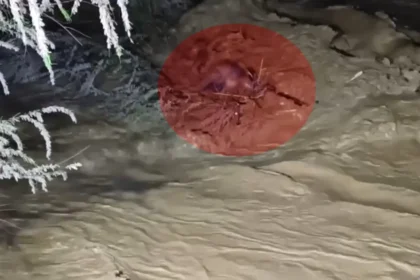 Taşan çayın sularına kapıldı. 4 saatlik operasyonla kurtarıldı | NTV Haber