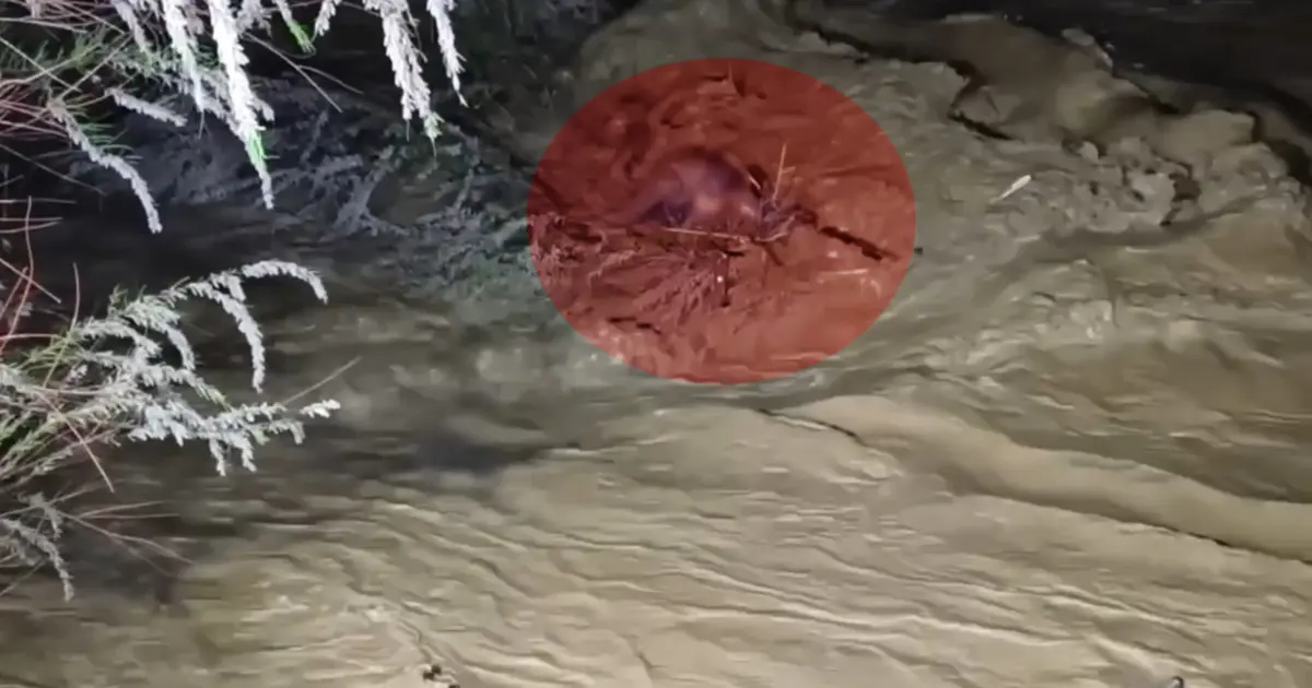 Taşan çayın sularına kapıldı. 4 saatlik operasyonla kurtarıldı | NTV Haber