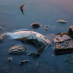 5 günde 3 binden fazlası öldü, balık yemek yasaklandı | NTV Haber