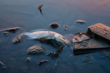 5 günde 3 binden fazlası öldü, balık yemek yasaklandı | NTV Haber