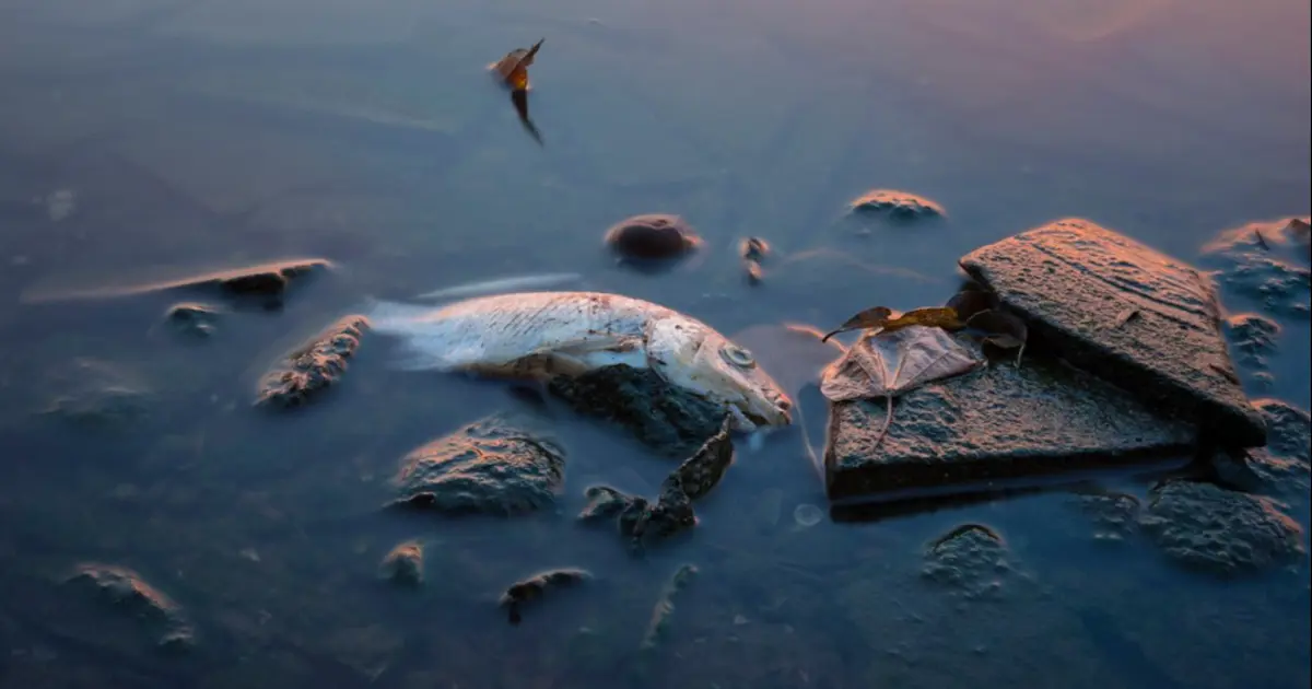 5 günde 3 binden fazlası öldü, balık yemek yasaklandı | NTV Haber