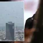Tel Aviv’de gökyüzünü kargalar kapladı. Uğursuzluk saydılar