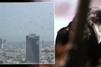Tel Aviv’de gökyüzünü kargalar kapladı. Uğursuzluk saydılar