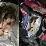 TIR'daki çikolata dolu çantadan balya balya euro çıktı | NTV Haber