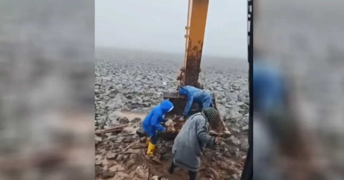 Çamura saplanan inek kepçe yardımıyla kurtarıldı | NTV Haber