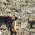 "Doğada nadir yaşanan bir an" Ormanın hayaleti görüntülendi | NTV Haber