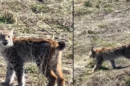 "Doğada nadir yaşanan bir an" Ormanın hayaleti görüntülendi | NTV Haber