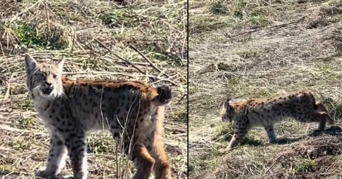 "Doğada nadir yaşanan bir an" Ormanın hayaleti görüntülendi | NTV Haber