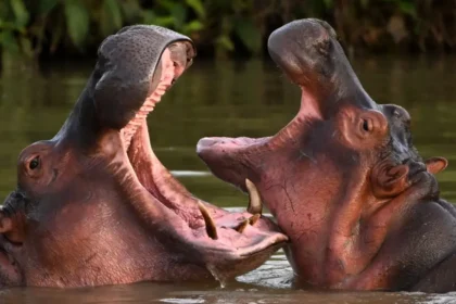 Escobar'ın su aygırlarına itlaf. "Başka çaremiz yok" diye duyurdular