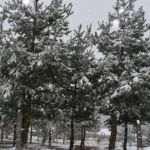 Bahar yerine kar geri geldi | NTV Haber