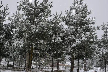 Bahar yerine kar geri geldi | NTV Haber