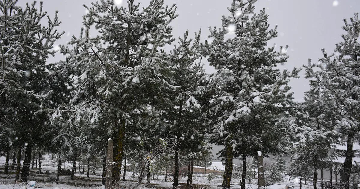 Bahar yerine kar geri geldi | NTV Haber