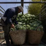 Lahanaların altından tonlarca uyuşturucu çıktı