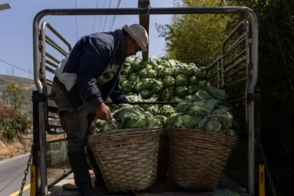 Lahanaların altından tonlarca uyuşturucu çıktı