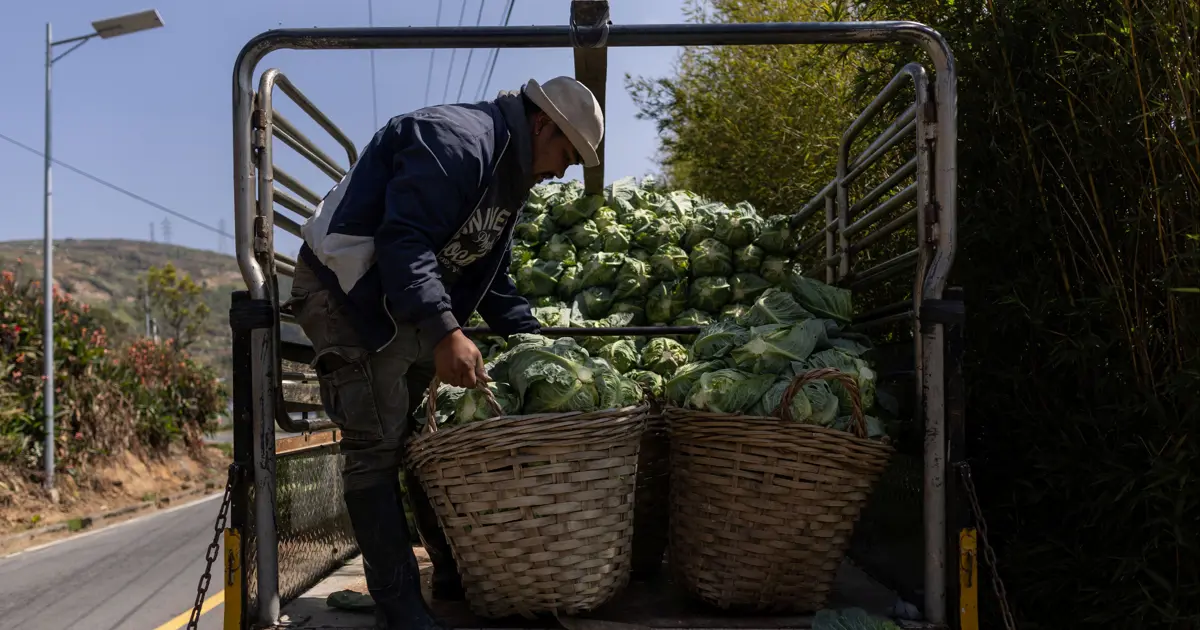Lahanaların altından tonlarca uyuşturucu çıktı