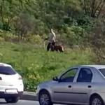 Avcılar'da köpeğe şiddet. Çevredekilerin tepkilerine aldırış etmedi
 | NTV Haber