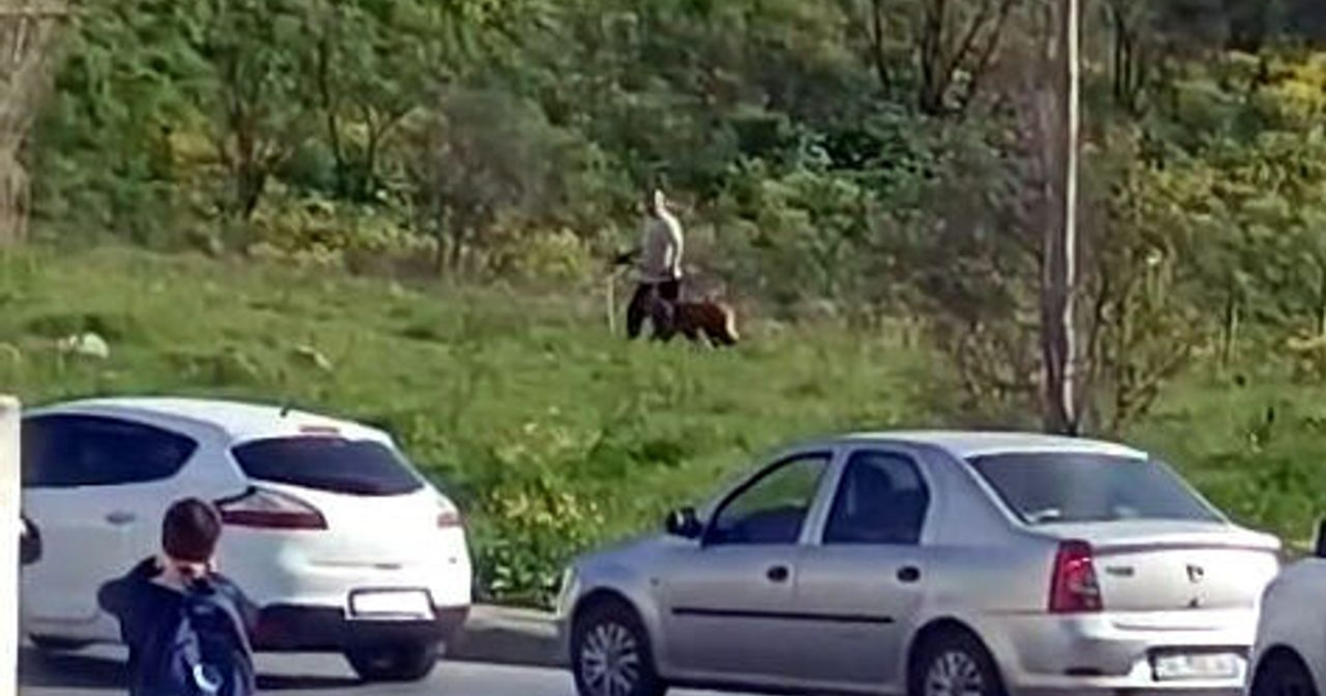 Avcılar'da köpeğe şiddet. Çevredekilerin tepkilerine aldırış etmedi
 | NTV Haber