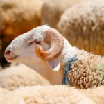 Kurban Bayramı tatili ne zaman başlıyor, kaç gün sürecek? 2026 Kurban Bayramı takvimi | NTV Haber