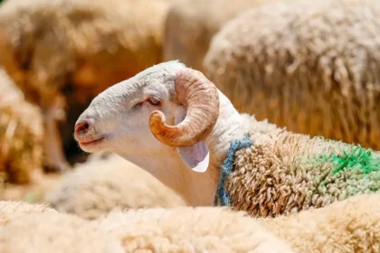 Kurban Bayramı tatili ne zaman başlıyor, kaç gün sürecek? 2026 Kurban Bayramı takvimi | NTV Haber