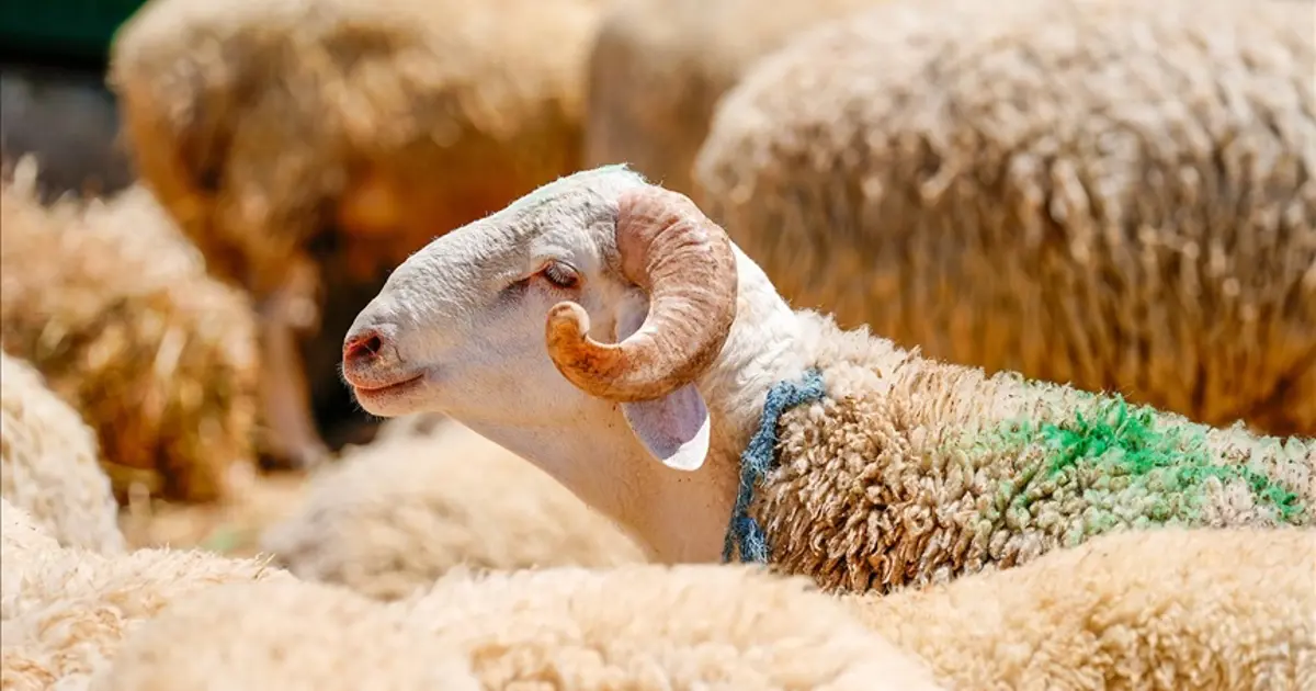 Kurban Bayramı tatili ne zaman başlıyor, kaç gün sürecek? 2026 Kurban Bayramı takvimi | NTV Haber