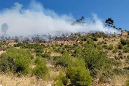 İzmir'de orman yangını. Ekipler müdahale ediyor | NTV Haber