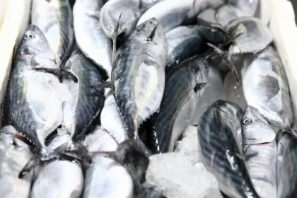Karadeniz'de palamut bolluğu. Fiyatı 250 liraydı hızla düştü | NTV Haber