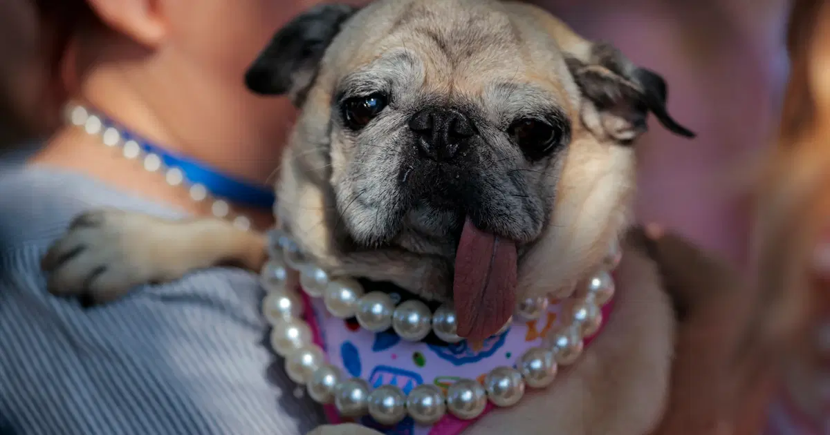 2026'nın en çirkin köpeği seçildi. Kurtarılma hikayesi herkesi duygulandırıyor
