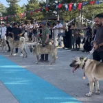 Dünyaca ünlü "Bozkırın aslanları" podyuma çıktı. Kangallar en güzel seçilmek için yarıştı | NTV Haber