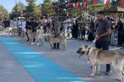 Dünyaca ünlü "Bozkırın aslanları" podyuma çıktı. Kangallar en güzel seçilmek için yarıştı | NTV Haber