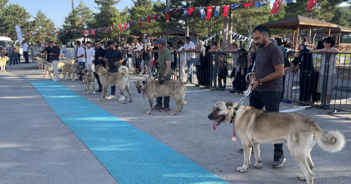 Dünyaca ünlü "Bozkırın aslanları" podyuma çıktı. Kangallar en güzel seçilmek için yarıştı | NTV Haber