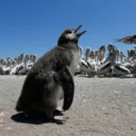 Penguenleri kuş gribine karşı korumak için seferber oldular
