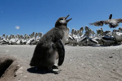 Penguenleri kuş gribine karşı korumak için seferber oldular