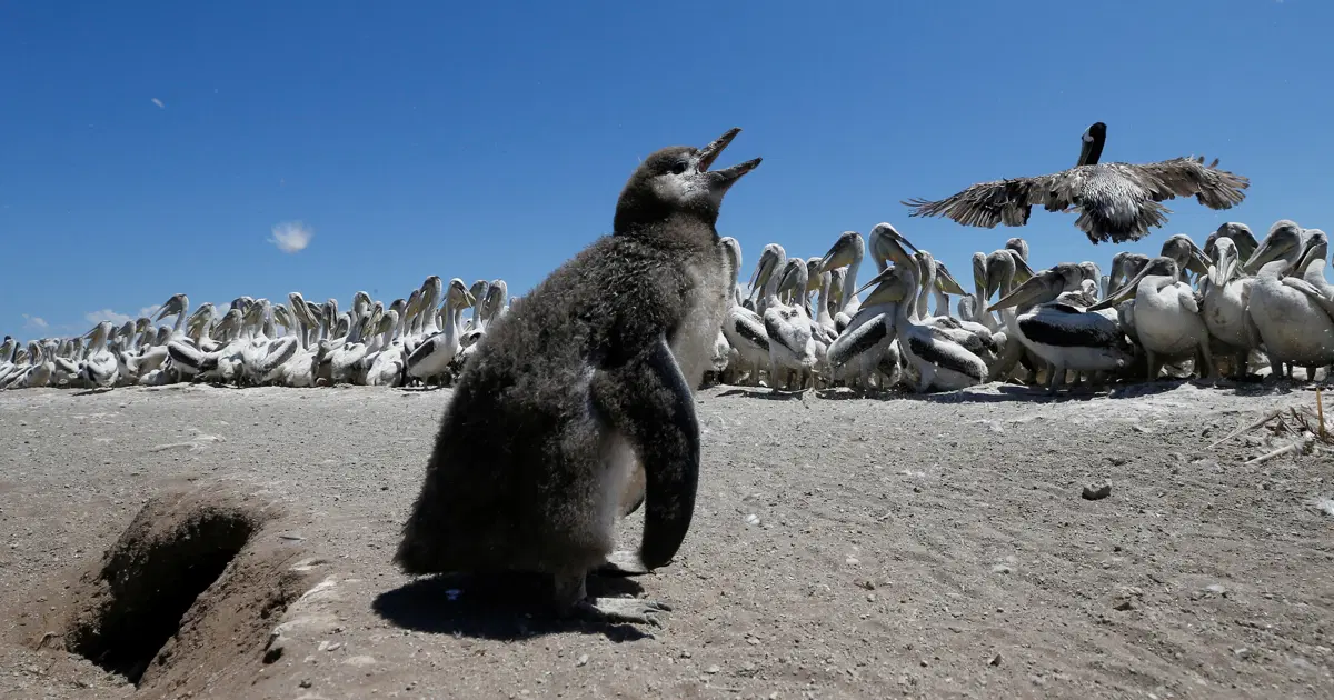 Penguenleri kuş gribine karşı korumak için seferber oldular